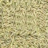 Manufacturers Exporters and Wholesale Suppliers of Cumin Seeds Patan Gujarat